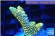Acropora pikachu Indonesia 2-4 cm WYSIWYG acclimaté