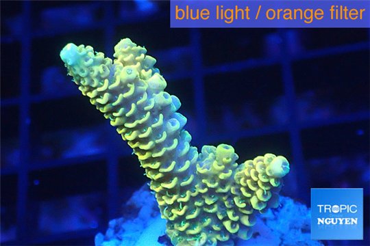 Acropora pikachu Indonesia 2-4 cm WYSIWYG acclimaté