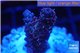 Acropora millepora pink indonesia 2-3 cm WYSIWYG acclimaté