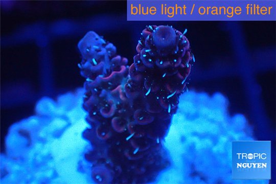 Acropora millepora pink indonesia 2-3 cm WYSIWYG acclimaté