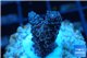 Acropora millepora pink indonesia 2-3 cm WYSIWYG acclimaté