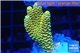 Acropora pikachu Indonesia 2-4 cm WYSIWYG acclimaté