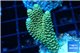 Acropora pikachu Indonesia 2-4 cm WYSIWYG acclimaté