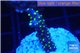 Acropora nana tricolor 2-3 cm WYSIWYG acclimaté