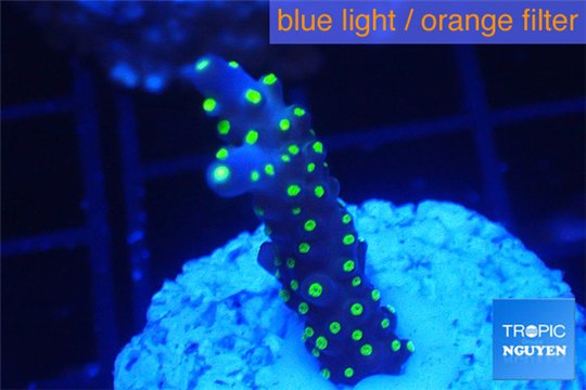 Acropora nana tricolor 2-3 cm WYSIWYG acclimaté