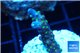 Acropora nana tricolor 2-3 cm WYSIWYG acclimaté