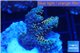 Acropora purple gold Indonesia 2-4 cm WYSIWYG acclimaté