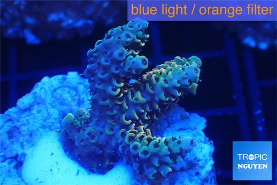Acropora purple gold Indonesia 2-4 cm WYSIWYG acclimaté