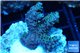Acropora purple gold Indonesia 2-4 cm WYSIWYG acclimaté