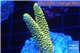 Acropora pikachu Indonesia 2-4 cm WYSIWYG acclimaté