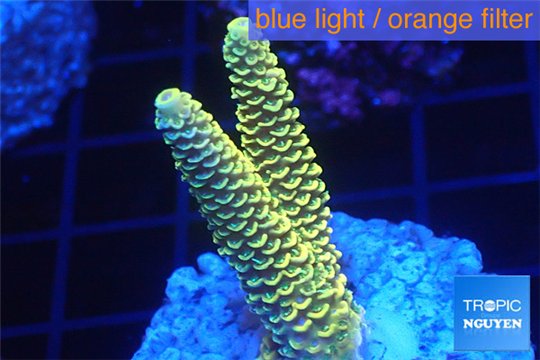 Acropora pikachu Indonesia 2-4 cm WYSIWYG acclimaté
