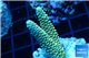 Acropora pikachu Indonesia 2-4 cm WYSIWYG acclimaté