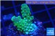 Acropora green & purple Fijii 2-3 cm WYSIWYG acclimaté