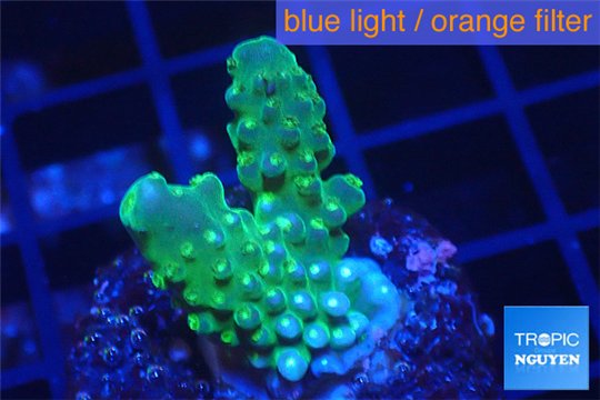 Acropora green & purple Fijii 2-3 cm WYSIWYG acclimaté