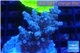 Acropora pink Indonesia 3-4 cm WYSIWYG acclimaté