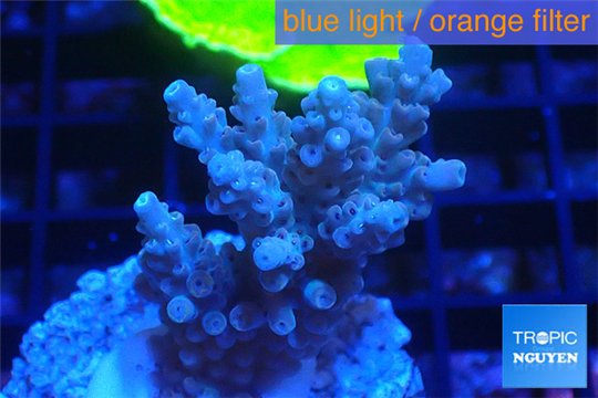 Acropora pink Indonesia 3-4 cm WYSIWYG acclimaté