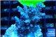 Acropora pink Indonesia 3-4 cm WYSIWYG acclimaté