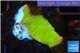 Montipora red fire forest 2-3 cm WYSIWYG acclimaté