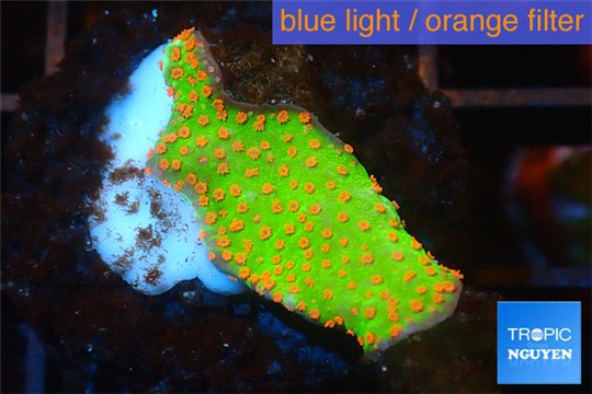 Montipora red fire forest 2-3 cm WYSIWYG acclimaté