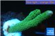 Montipora digitata green 2-4 cm WYSIWYG acclimaté
