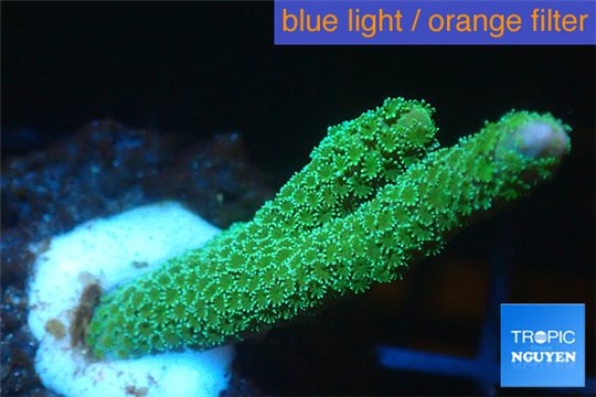 Montipora digitata green 2-4 cm WYSIWYG acclimaté