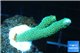 Montipora digitata green 2-4 cm WYSIWYG acclimaté