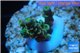 Acropora green Indonesia 2-3 cm WYSIWYG acclimaté