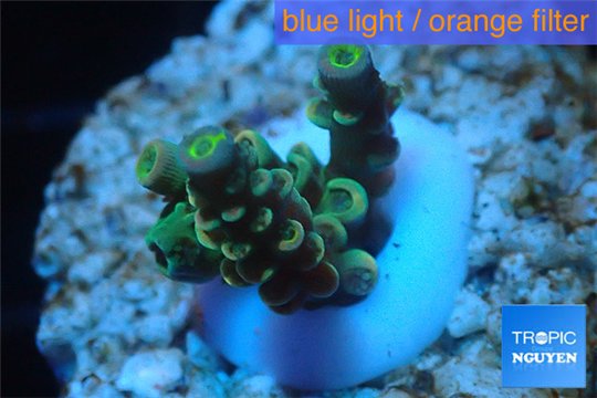 Acropora green Indonesia 2-3 cm WYSIWYG acclimaté