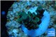 Acropora green Indonesia 2-3 cm WYSIWYG acclimaté