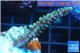 Acropora green golden Indonesia 3-4 cm WYSIWYG acclimaté
