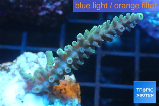 Acropora green golden Indonesia 3-4 cm WYSIWYG acclimaté