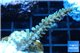Acropora green golden Indonesia 3-4 cm WYSIWYG acclimaté