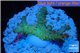 Acropora sunset pink toxic green polyps 2-4 cm WYSIWYG acclimaté