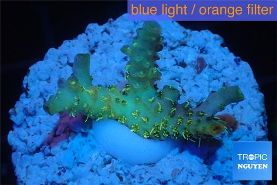 Acropora sunset pink toxic green polyps 2-4 cm WYSIWYG acclimaté