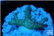 Acropora sunset pink toxic green polyps 2-4 cm WYSIWYG acclimaté