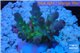 Acropora green purple yellow polyps Fijii 2-3 cm WYSIWYG acclimaté