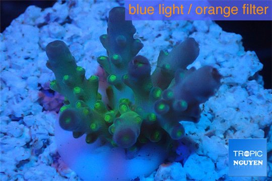 Acropora green purple yellow polyps Fijii 2-3 cm WYSIWYG acclimaté