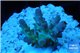 Acropora green purple yellow polyps Fijii 2-3 cm WYSIWYG acclimaté