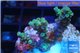 Acropora green Indonesia 2-4 cm WYSIWYG acclimaté