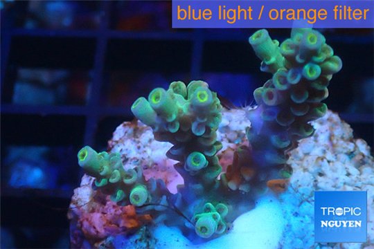 Acropora green Indonesia 2-4 cm WYSIWYG acclimaté