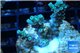 Acropora green Indonesia 2-4 cm WYSIWYG acclimaté