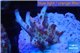 Acropora pink purple table Fijii 2-3 cm WYSIWYG acclimaté