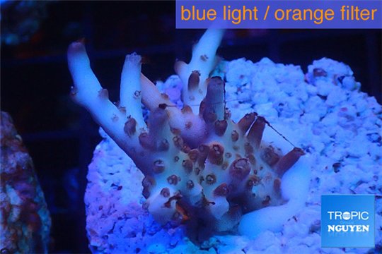 Acropora pink purple table Fijii 2-3 cm WYSIWYG acclimaté