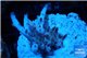 Acropora pink purple table Fijii 2-3 cm WYSIWYG acclimaté