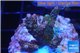Acropora pink & green Indonesia 2-4 cm WYSIWYG acclimaté