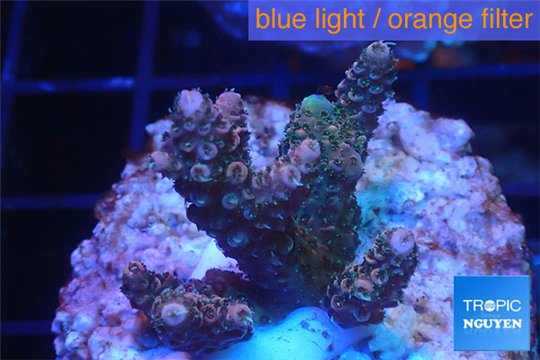 Acropora pink & green Indonesia 2-4 cm WYSIWYG acclimaté