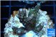 Acropora pink & green Indonesia 2-4 cm WYSIWYG acclimaté