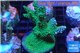 Acropora green blue Australia 3-5 cm WYSIWYG acclimaté