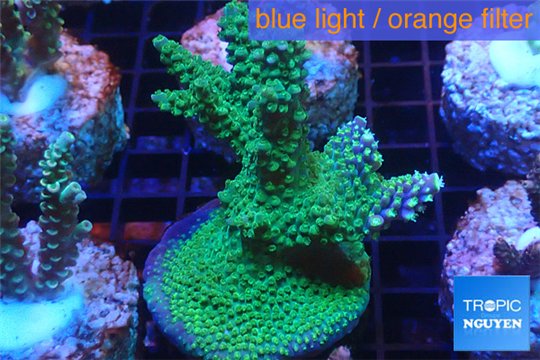 Acropora green blue Australia 3-5 cm WYSIWYG acclimaté