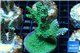 Acropora green blue Australia 3-5 cm WYSIWYG acclimaté